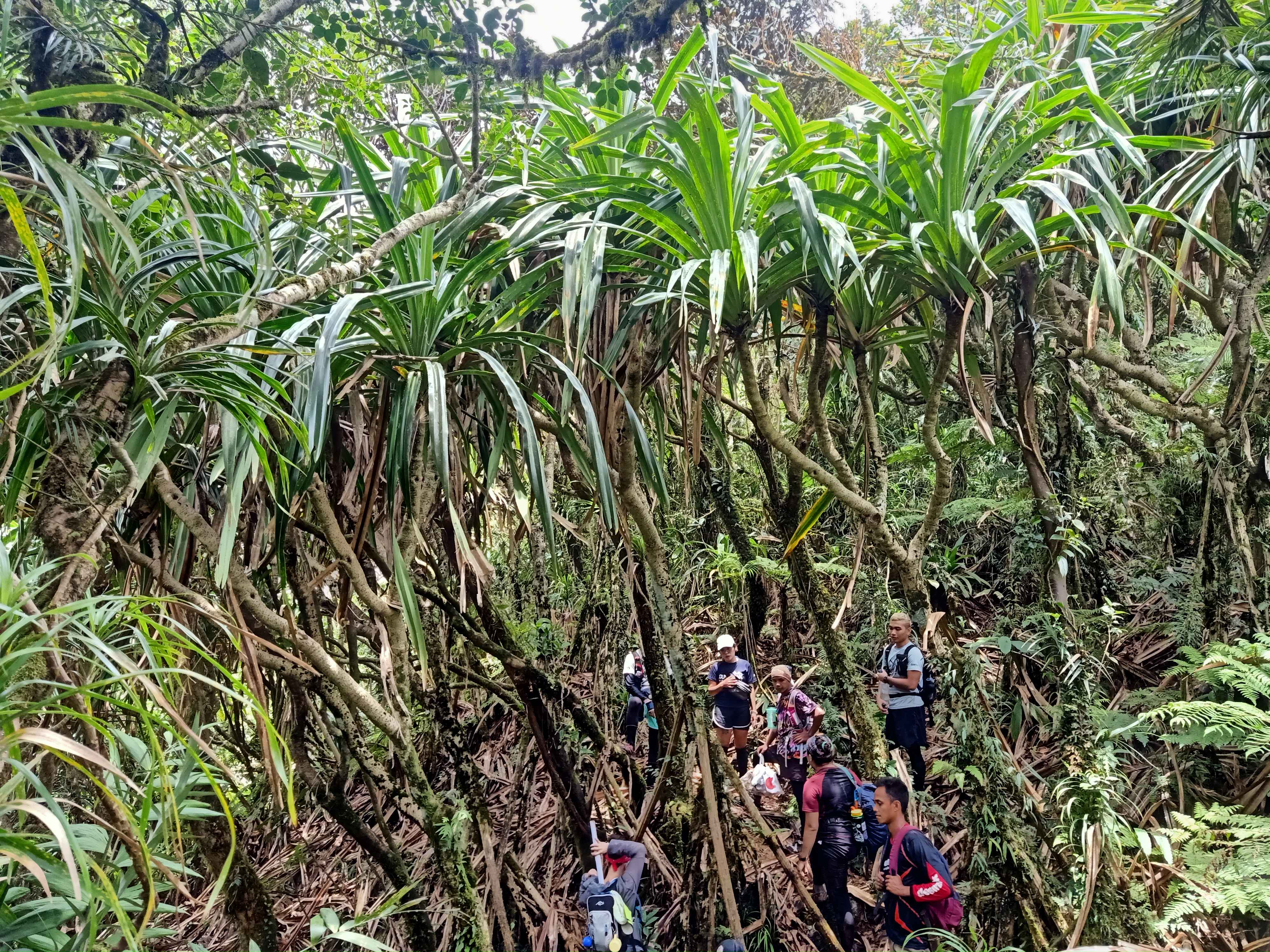 Pagsahingin Bulog Tree Magsaysay Traverse (Mt. Susong Dalaga, Mt. Palokong Simbahan, Mt ...